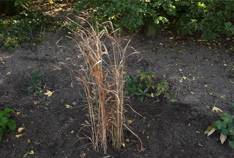 Rutenhirse - Zurückschneiden im Frühling (1)