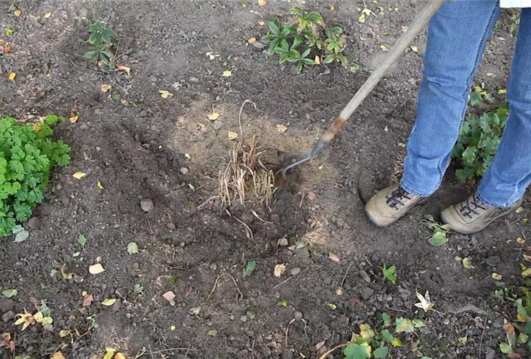 Rutenhirse - Zurückschneiden im Frühling (3)