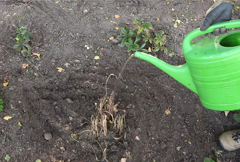 Rutenhirse - Zurückschneiden im Frühling (4)