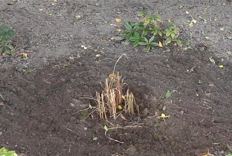 Rutenhirse - Zurückschneiden im Frühling (5)