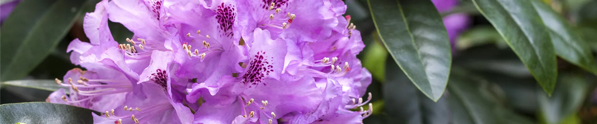 Rhododendron, lila Rhododendron, lila