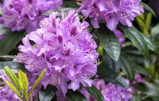 Rhododendron pflanzen Rhododendron pflanzen