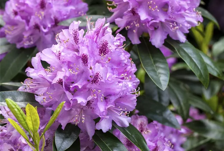 Rhododendron, lila Rhododendron, lila