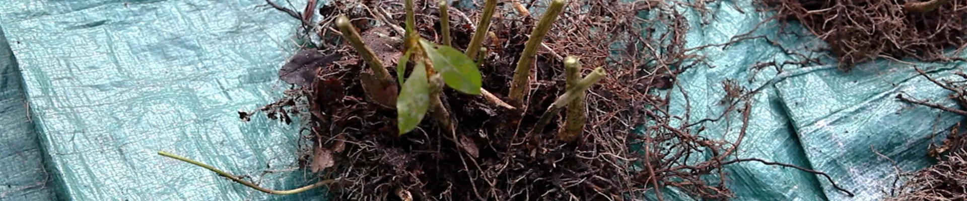 Phlox - Teilen und Vermehren (5) Phlox - Teilen und Vermehren (5)