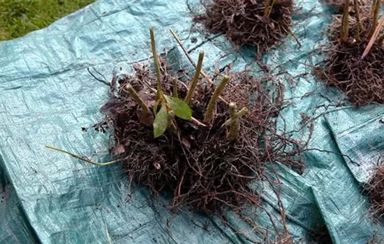 Phlox - Teilen und Vermehren