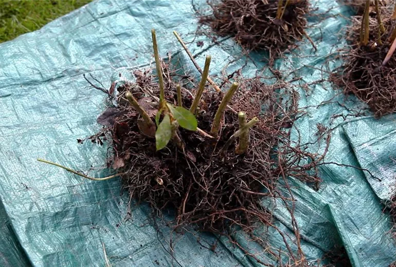 Phlox - Teilen und Vermehren (5) Phlox - Teilen und Vermehren (5)