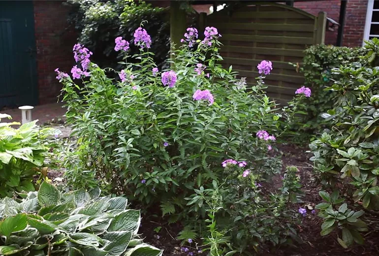 Phlox - Teilen und Vermehren (1) Phlox - Teilen und Vermehren (1)