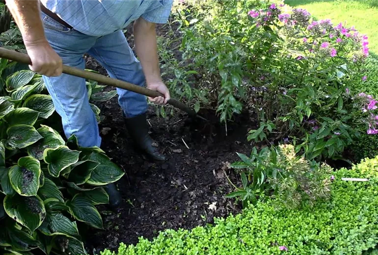 Phlox - Teilen und Vermehren (2) Phlox - Teilen und Vermehren (2)