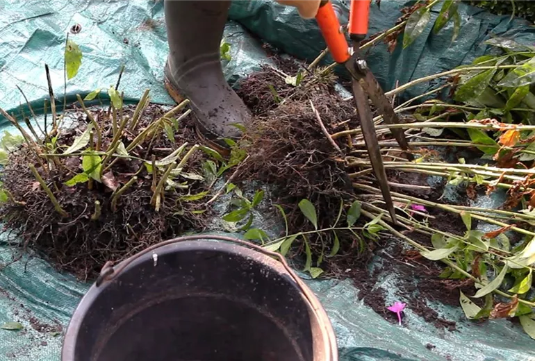 Phlox - Teilen und Vermehren (3) Phlox - Teilen und Vermehren (3)