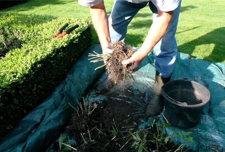 Phlox - Teilen und Vermehren (4) Phlox - Teilen und Vermehren (4)