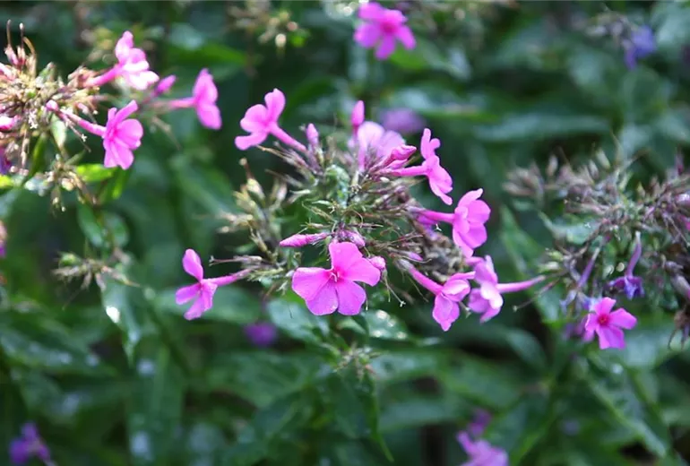 Phlox - Teilen und Vermehren (6) Phlox - Teilen und Vermehren (6)