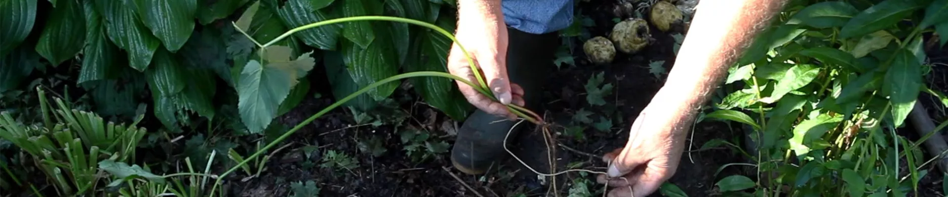 Phlox - Unkraut entfernen (3)