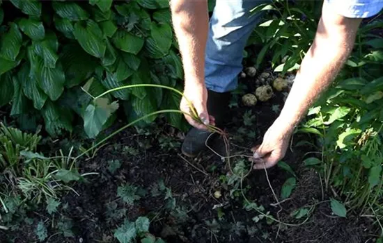 Phlox - Unkraut Entfernen