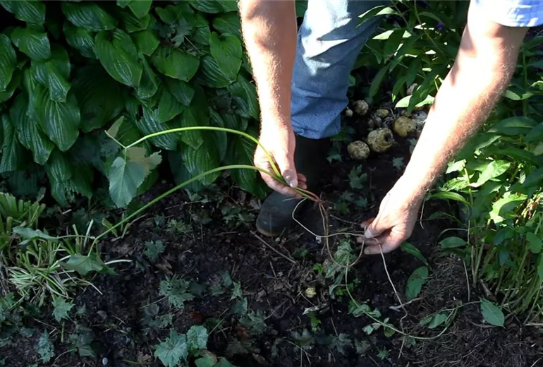 Phlox - Unkraut entfernen (3)