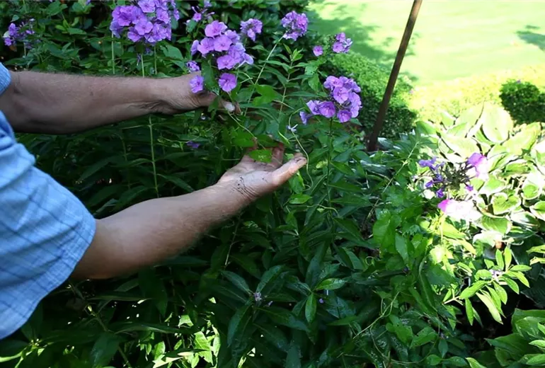 Phlox - Unkraut entfernen (1)