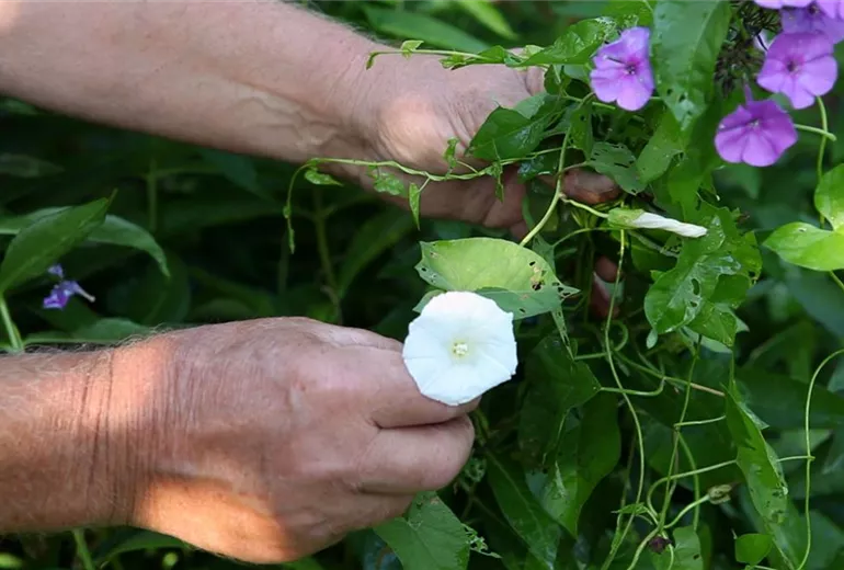 Phlox - Unkraut entfernen (2)