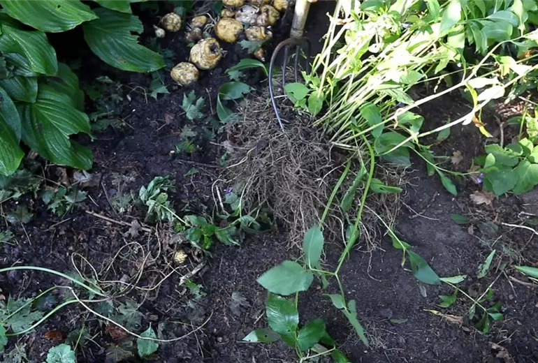 Phlox - Unkraut entfernen (4)