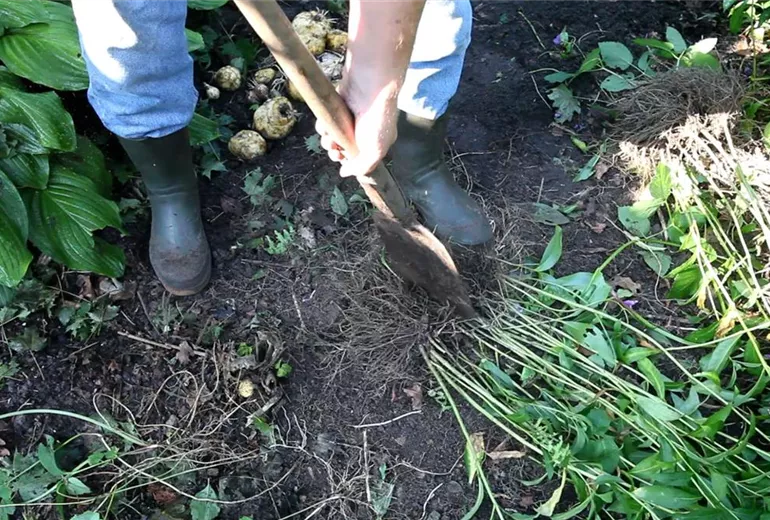 Phlox - Unkraut entfernen (5)