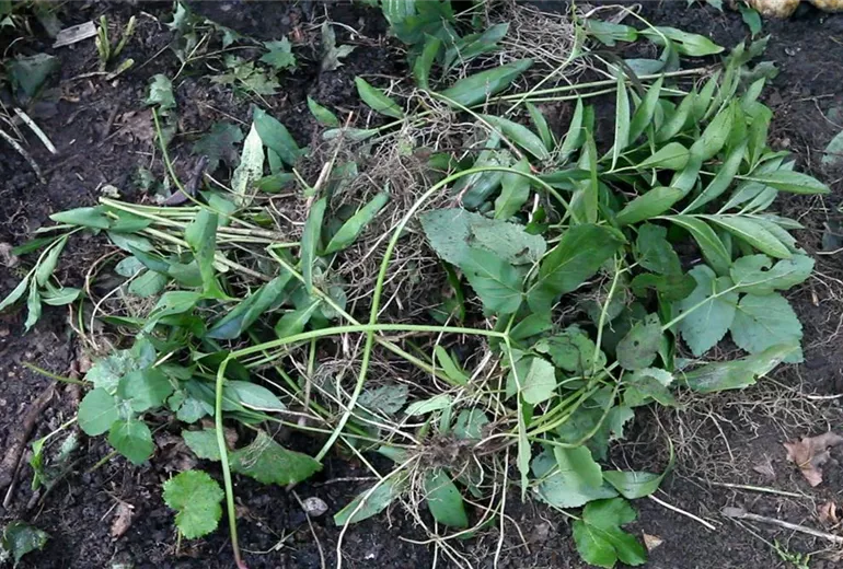 Phlox - Unkraut entfernen (6)