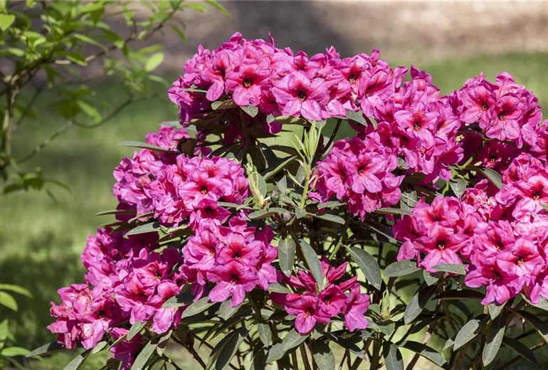 Rhododendron Rhododendron