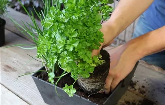 Kräutertopf - Bepflanzen Kräutertopf - Bepflanzen