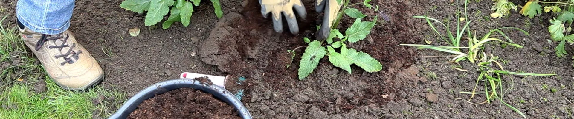 Salbei - Einpflanzen im Garten (4) Salbei - Einpflanzen im Garten (4)