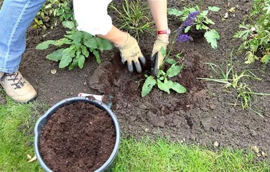 Salbei - Einpflanzen im Garten Salbei - Einpflanzen im Garten