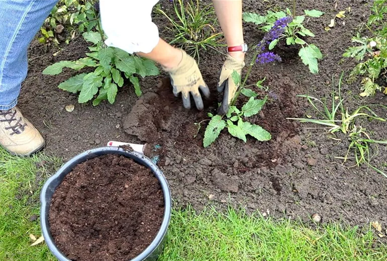 Salbei - Einpflanzen im Garten (4)