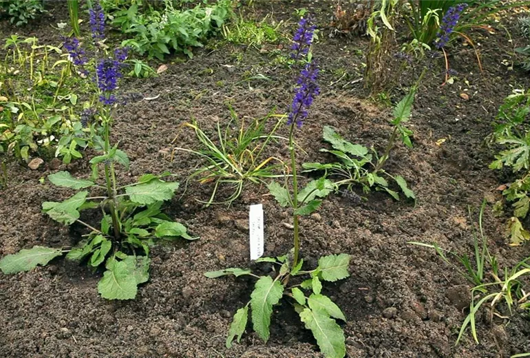 Salbei - Einpflanzen im Garten (1)