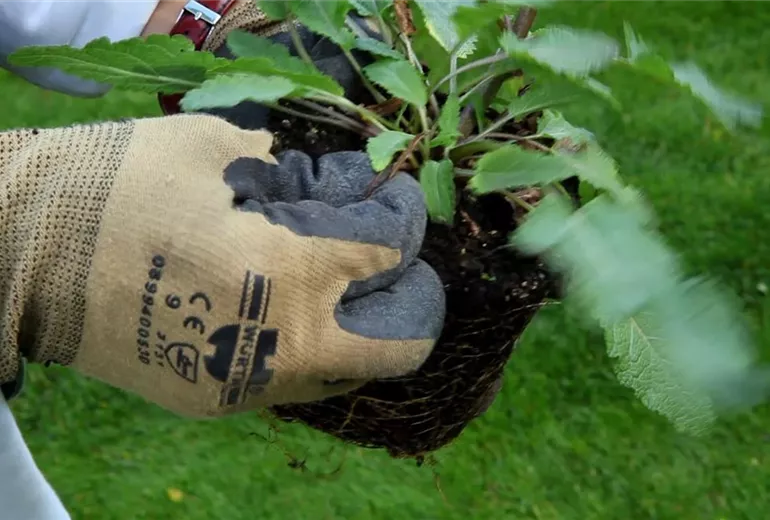 Salbei - Einpflanzen im Garten (2)