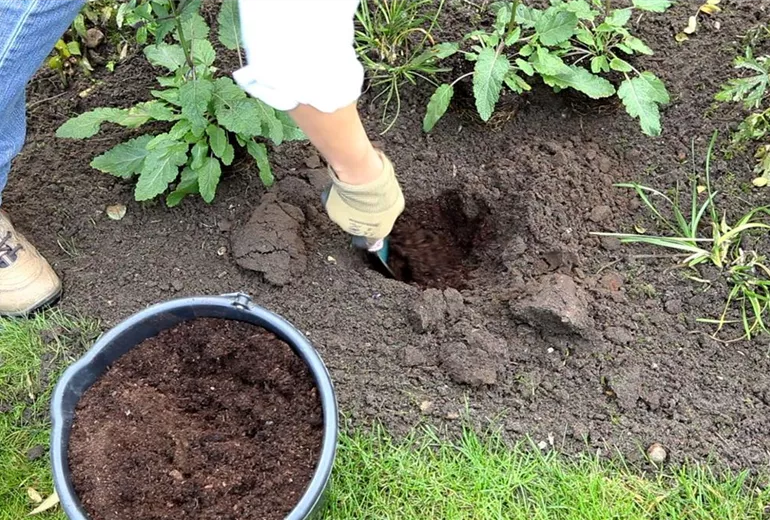 Salbei - Einpflanzen im Garten (3)
