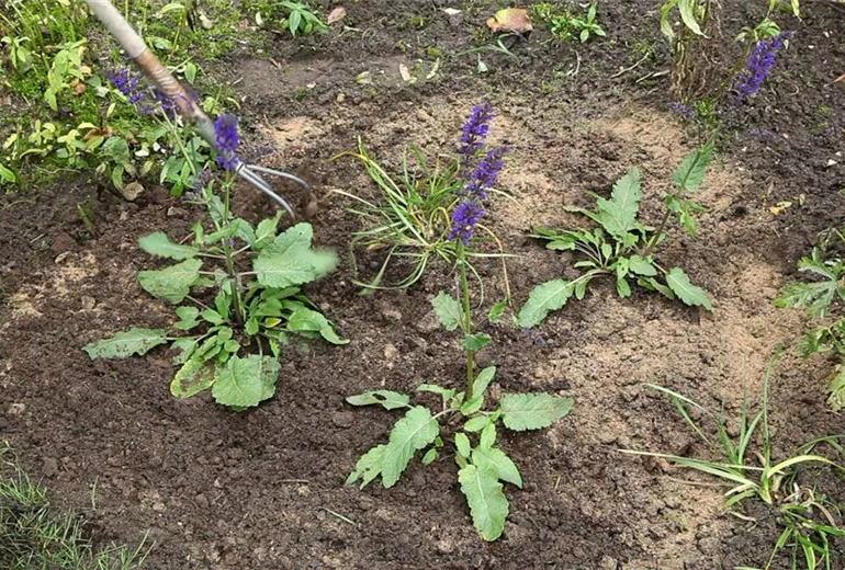 Salbei - Einpflanzen im Garten (5)