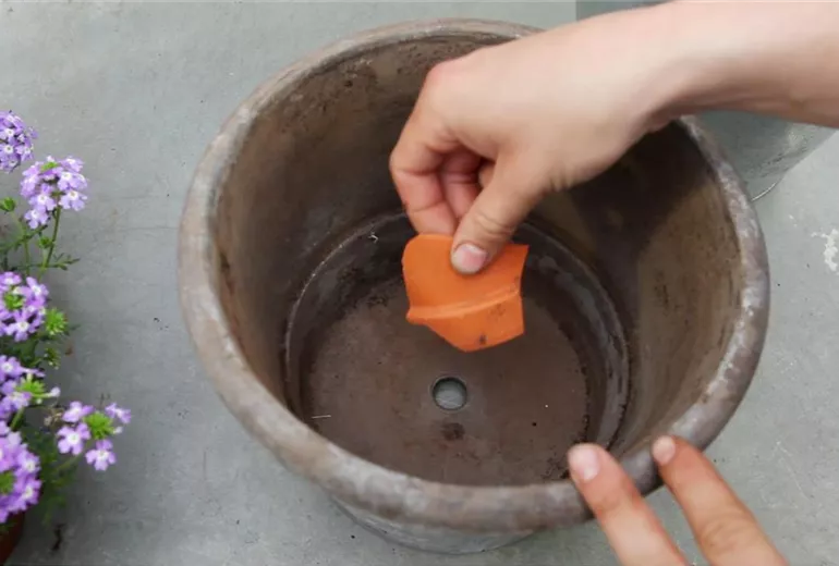 Eisenkraut - Einpflanzen in ein Gefäß (1) Eisenkraut - Einpflanzen in ein Gefäß (1)