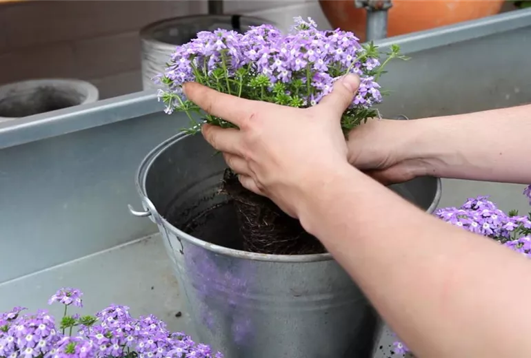 Eisenkraut - Einpflanzen in ein Gefäß (3) Eisenkraut - Einpflanzen in ein Gefäß (3)