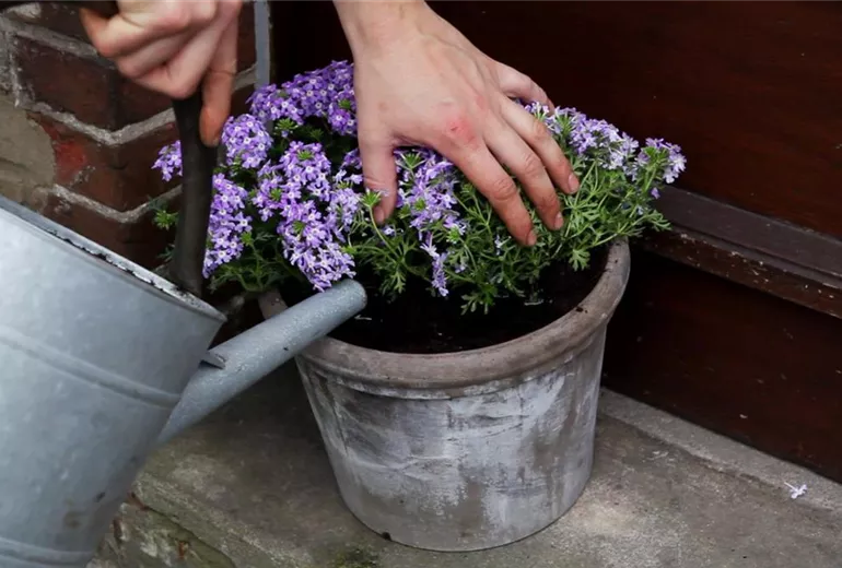 Eisenkraut - Einpflanzen in ein Gefäß (5) Eisenkraut - Einpflanzen in ein Gefäß (5)