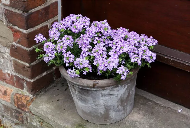 Eisenkraut - Einpflanzen in ein Gefäß (6) Eisenkraut - Einpflanzen in ein Gefäß (6)