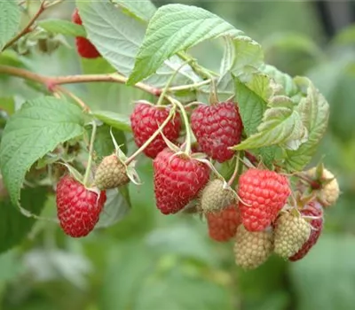 Rubus id.'Aroma-Queen' -S- CAC Rubus id.'Aroma-Queen' -S- CAC