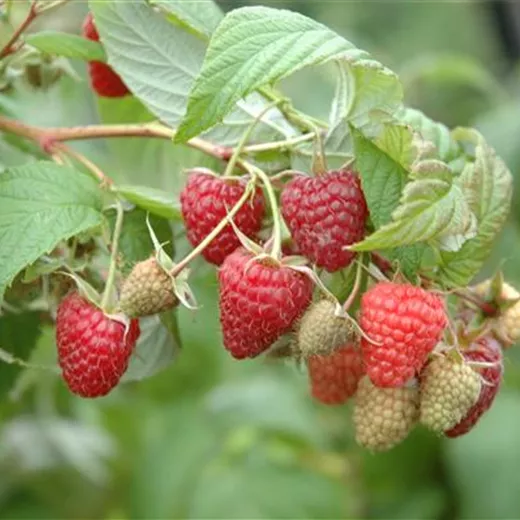 Rubus idaeus "Summer Chef" sehr aromatisch