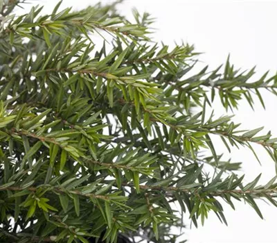 Tsuga canadensis 'Greenwood Lake'