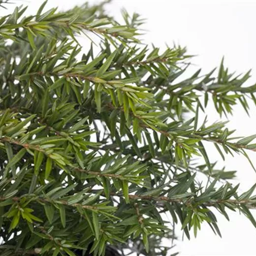 Tsuga canadensis 'Greenwood Lake'