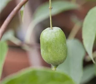 Actinidia arguta 'Super Jumbo'