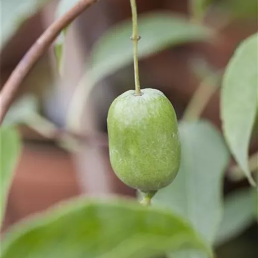 Actinidia arguta 'Super Jumbo' Actinidia arguta 'Super Jumbo'