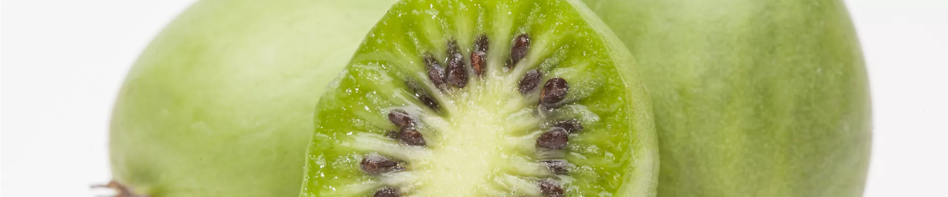 Actinidia arguta Actinidia arguta