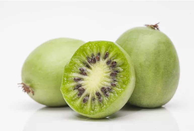 Actinidia arguta Actinidia arguta