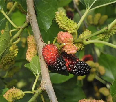 Morus nigra "Mora" Morus nigra "Mora"