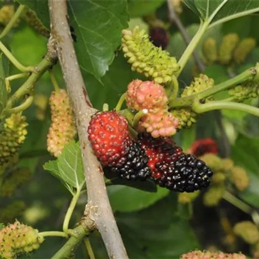 Morus nigra "Mora" Morus nigra "Mora"