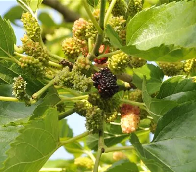 Morus nigra Morus nigra