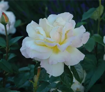 Rosa 'Gloria Dei/Peace' TH