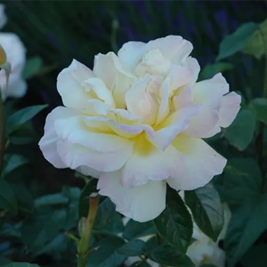 Rosa 'Gloria Dei/Peace' TH