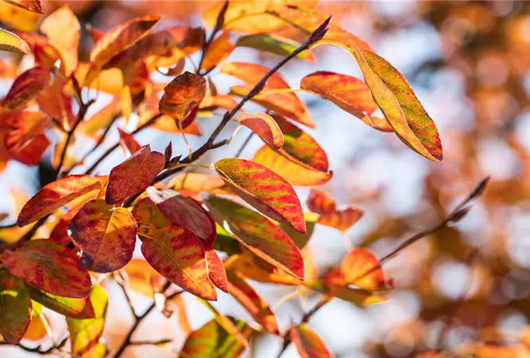 Amelanchier lamarckii